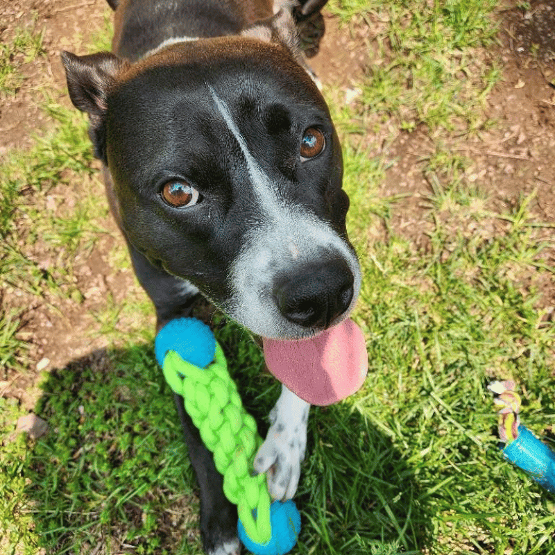 Where Sit Happens Piper Dog Training Black and white pitbull panting with blue and green toy