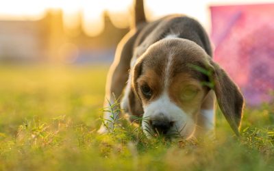 How to Choose an Ethical Dog Breeder