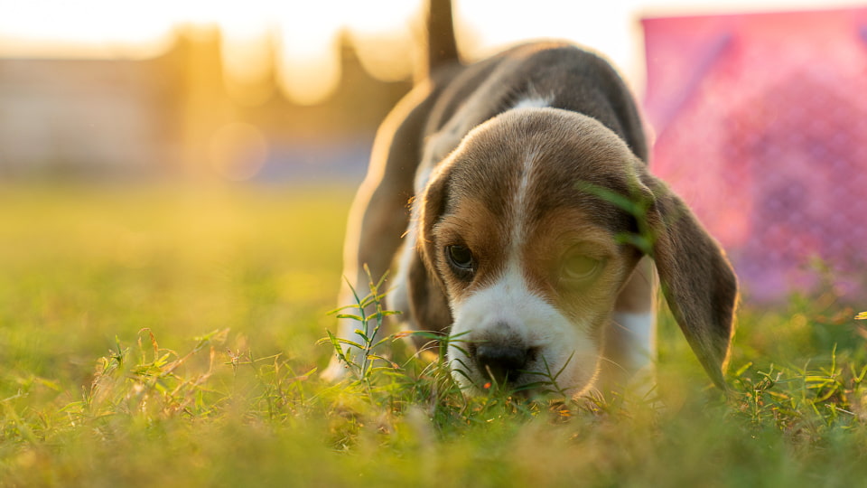 How to Choose an Ethical Dog Breeder
