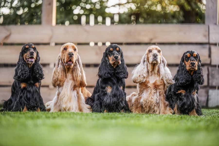 Signs of an Ethical Dog Breeder