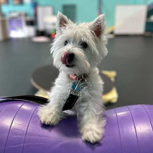 Your Trusted Brookyln Dog Trainers