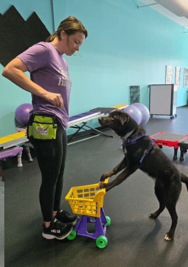 Dog sniffing bags