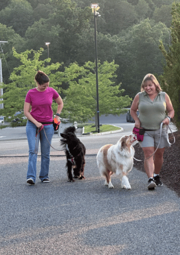 Dog trainer in blue shirt walks brown and white dog on a loose leash