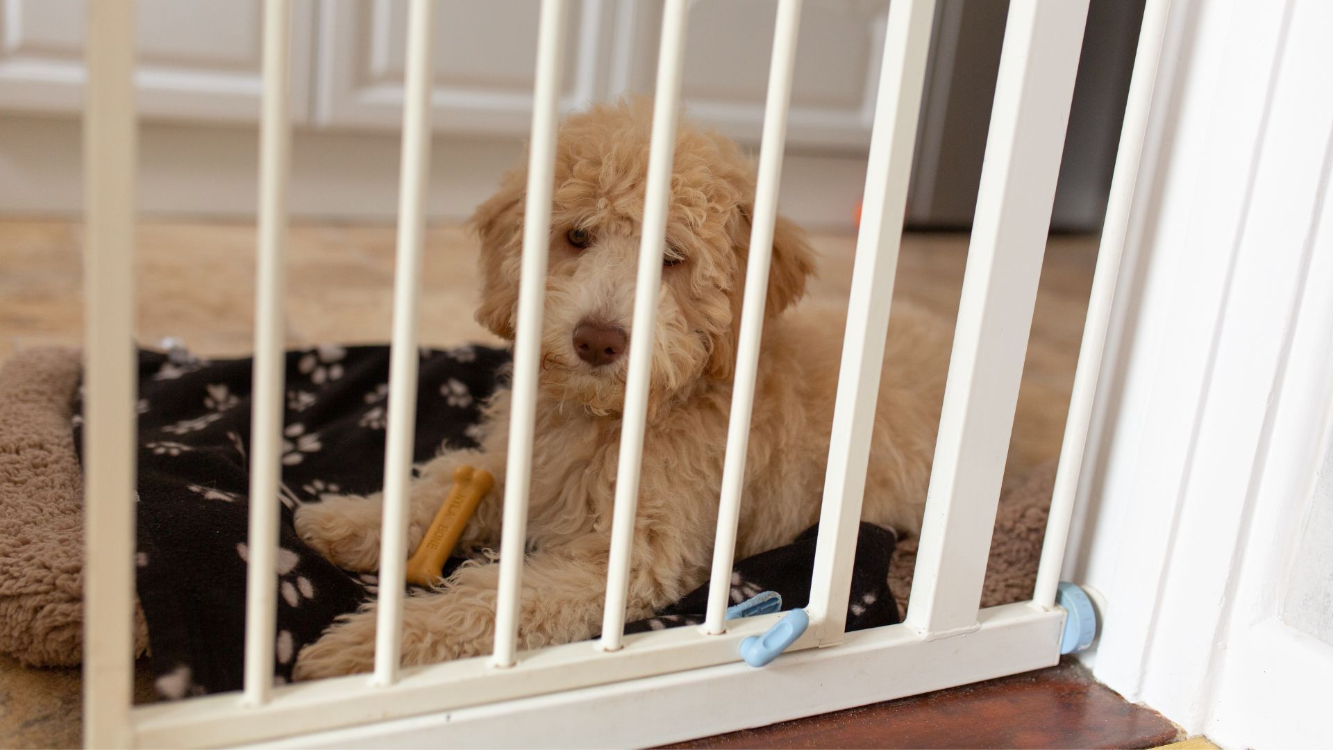 Putting dogs behind baby gates can help prevent unwanted behaviors, like jumping, before they happen.