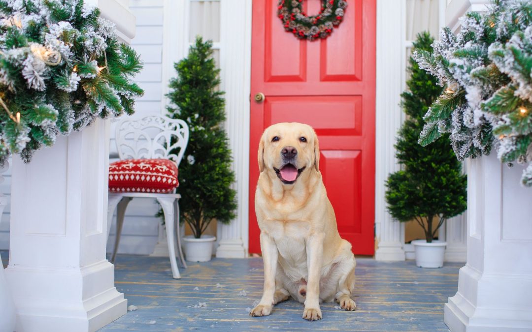 5 Ways to Prepare Your Dog Before Holiday Guests Arrive