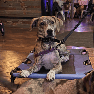 Brindle whippet relaxing on mat