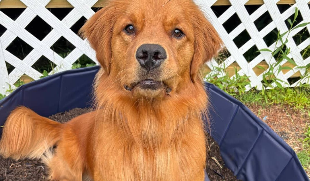 How a Dog Dig Pit Saved My Yard (and My Sanity)