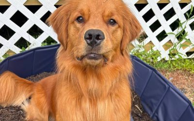 How a Dog Dig Pit Saved My Yard (and My Sanity)