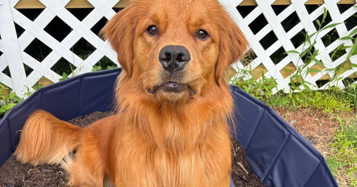 Dog Digging Pit Where Sit Happens Training