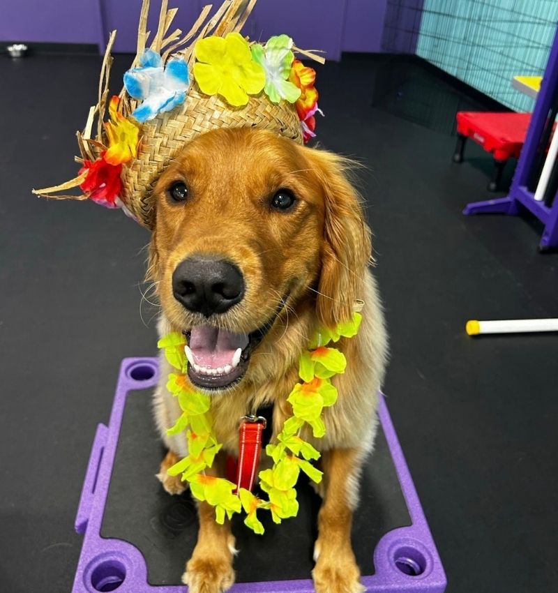 dog with flower party hat at a dog birthday party in oxford CT